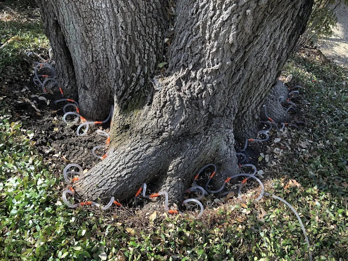 Detailed Tree Cabling and Bracing job site in Tenants Harbor