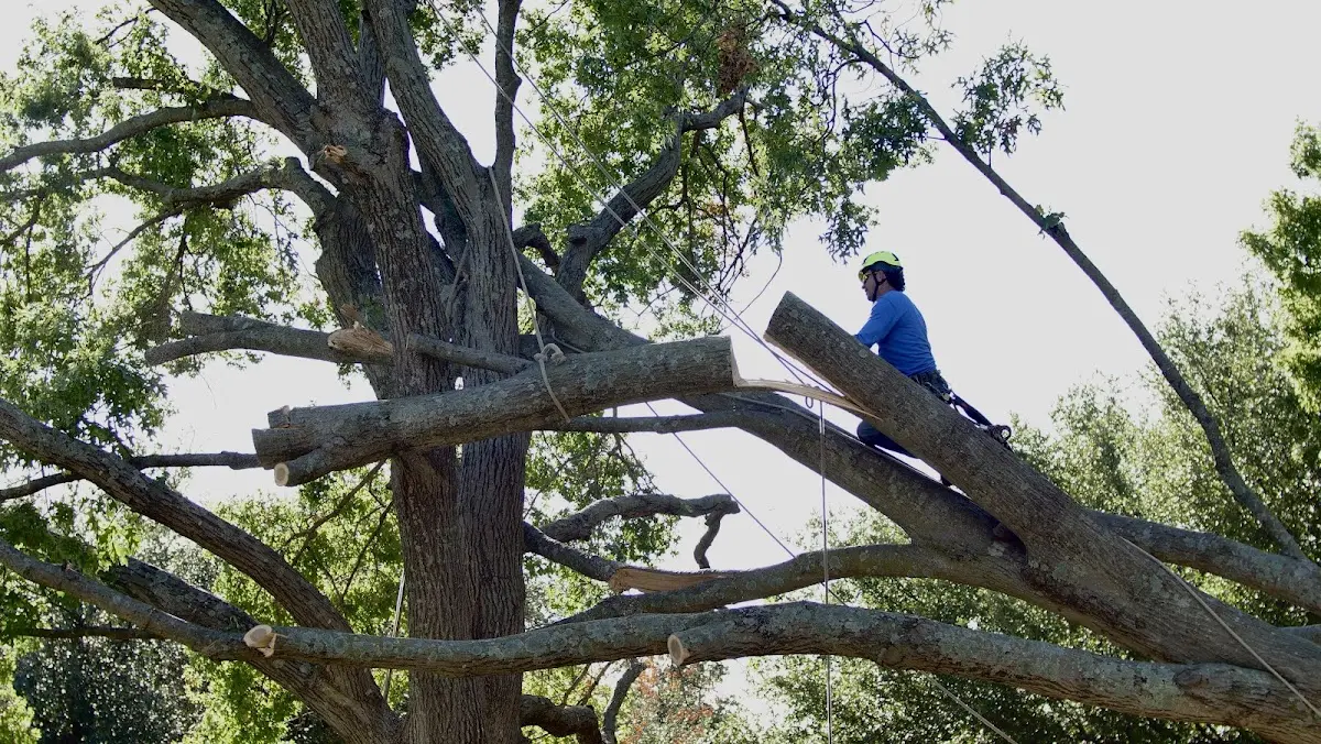Professional Crown Thinning performed by certified arborists in Tenants Harbor
