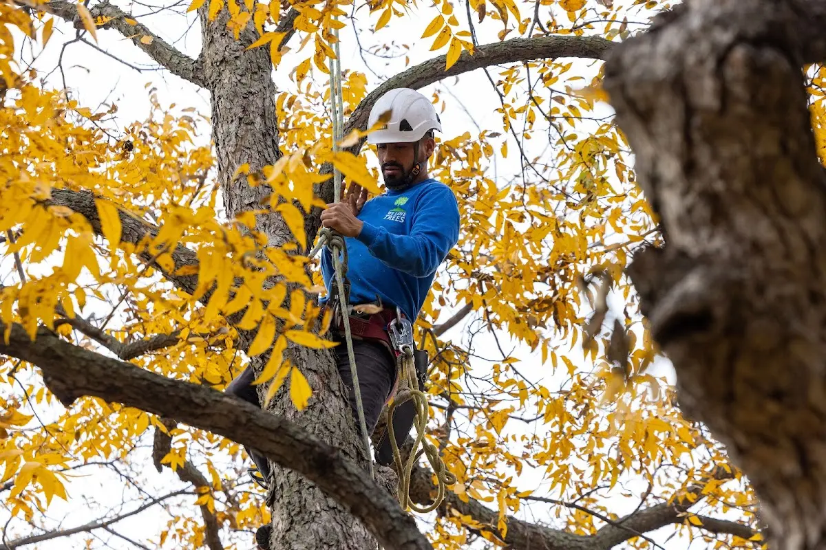Skilled Tree Pruning crew working in Tenants Harbor