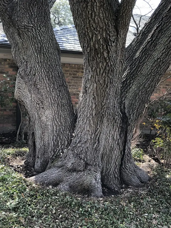 Mature heritage tree close to a Tenants Harbor property cared for by certified arborists